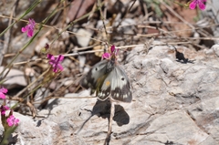 Colias aurorina