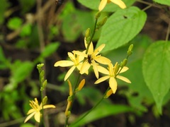 Echeandia breedlovei