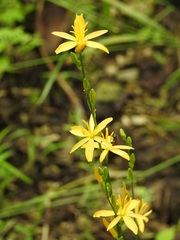 Echeandia breedlovei