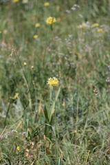 Allium obliquum