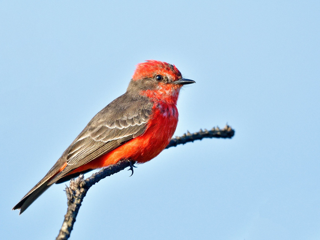 Mosquero cardenal (Aves de Tequixquiac, Estado de México) · iNaturalist ...