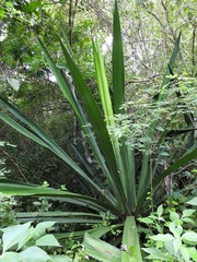 Furcraea guatemalensis
