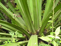 Furcraea guatemalensis