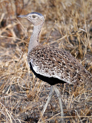 Eupodotis ruficrista