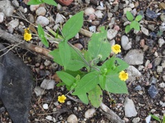 Sclerocarpus divaricatus