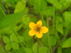 Sclerocarpus divaricatus