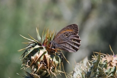 Kirinia roxelana