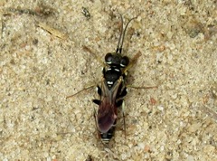 Dinetus pictus