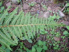 Polystichum speciosissimum