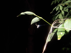 Miagrammopes guttatus