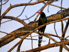 Phoeniculus purpureus