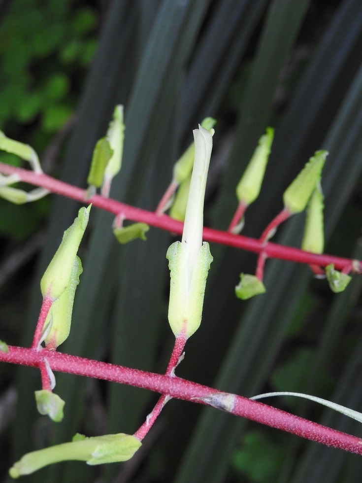 Pitcairnia breedlovei