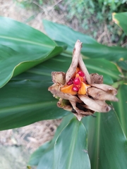 Hedychium coronarium image