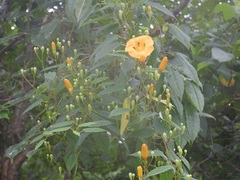 Ipomoea aurantiaca