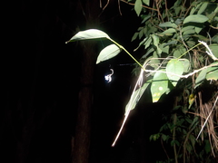 Miagrammopes guttatus