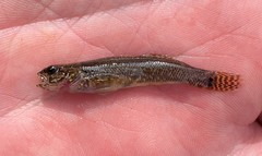 Etheostoma nigripinne