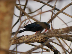 Phoeniculus purpureus