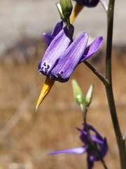 Conanthera bifolia