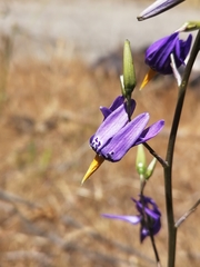 Conanthera bifolia