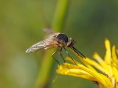 Bombylisoma