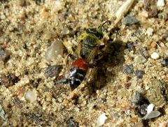 Tachysphex obscuripennis