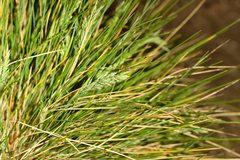 Poa astonii