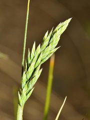 Poa astonii
