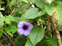 Ipomoea lindenii