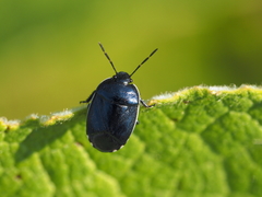 Canthophorus melanopterus