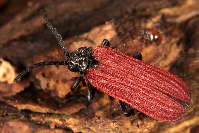 Pyropterus nigroruber