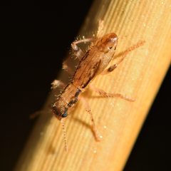 Lemidia aptera