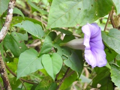 Ipomoea lindenii