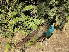Pavo