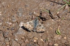 Muschampia orientalis