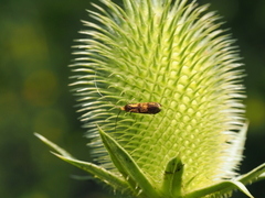 Nemophora pfeifferella