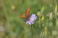 Melitaea ornata