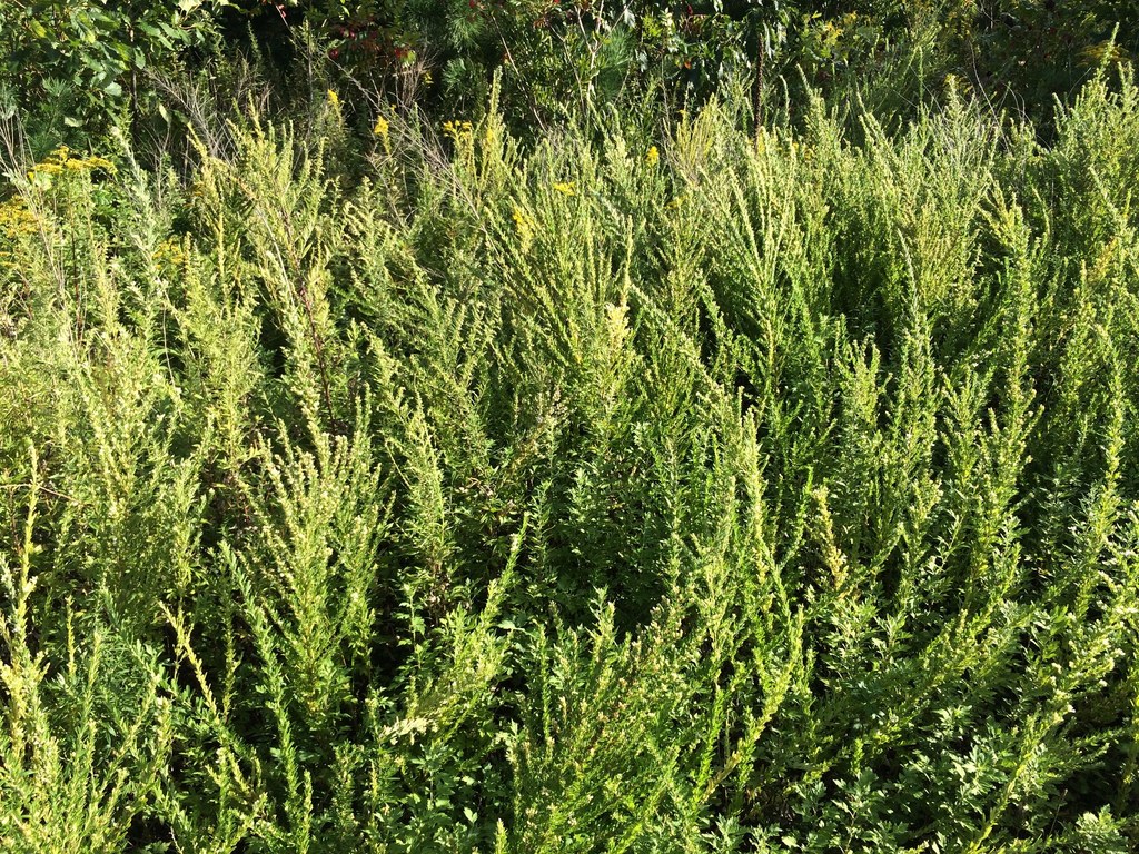 Chinese bushclover (Invasive Plants of Maryland) · iNaturalist