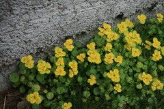 Chrysosplenium serreanum