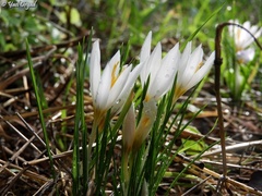 Crocus aleppicus