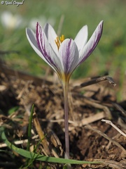 Crocus aleppicus