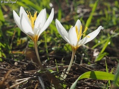 Crocus aleppicus