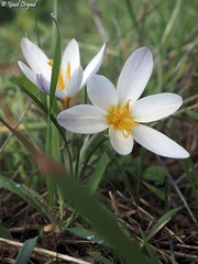 Crocus aleppicus