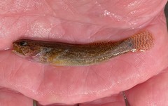 Etheostoma nigripinne