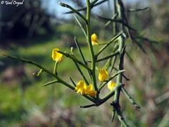 Genista fasselata