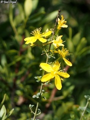 Hypericum thymifolium
