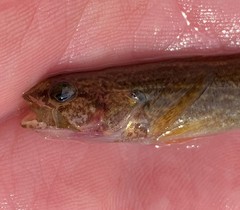 Etheostoma nigripinne