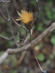 Klasea cerinthifolia