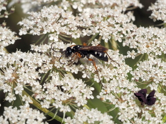 Cryptocheilus richardsi