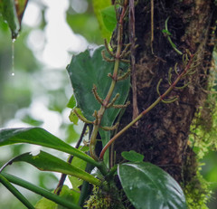 Peperomia pernambucensis