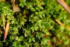 Mnium marginatum